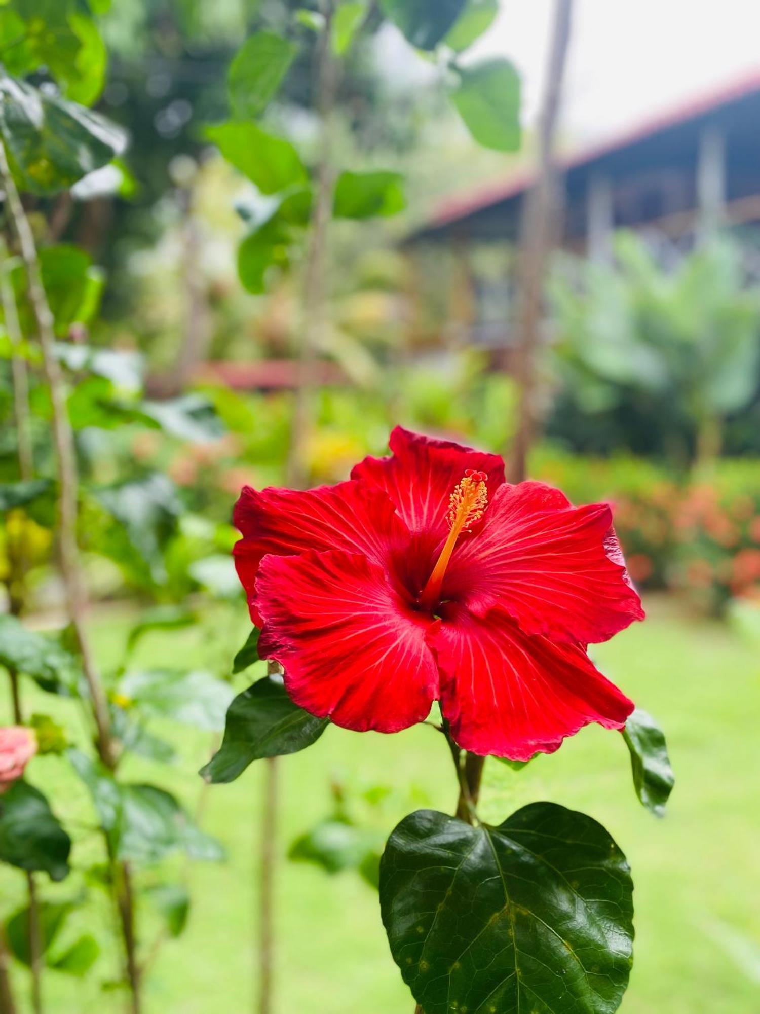 Wayanay Tayrona Eco Hostel El Zaino Εξωτερικό φωτογραφία